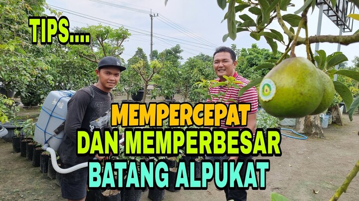 TIPS MEMPERCEPAT DAN MEMPERBESAR BATANG ALPUKAT