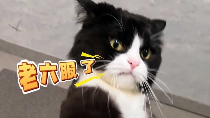 Mọi người ở các độ tuổi khác nhau đặt tên cho mèo, còn bạn thì sao?