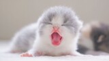 Newly born kitten