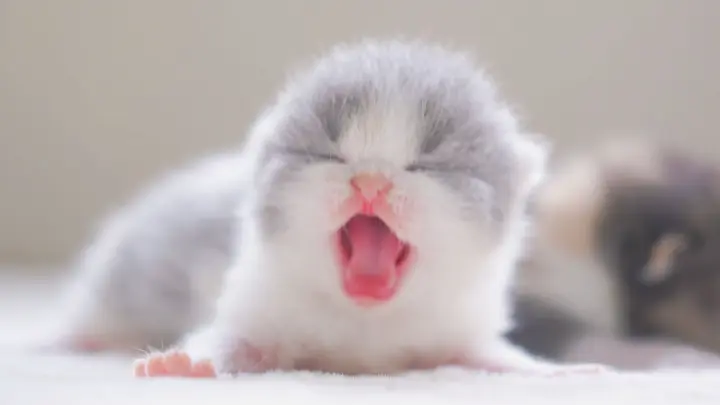 Newly born kitten