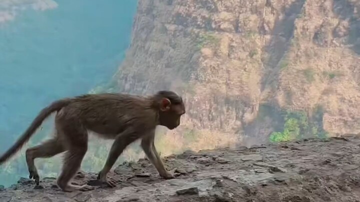 这猴子的生活比我过得还滋润！看风景吃大餐. monkey dhurandhar
