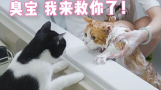 “猫片是用来治愈的，不是让你拿来杀狗！”一位云吸猫人士满意地说。