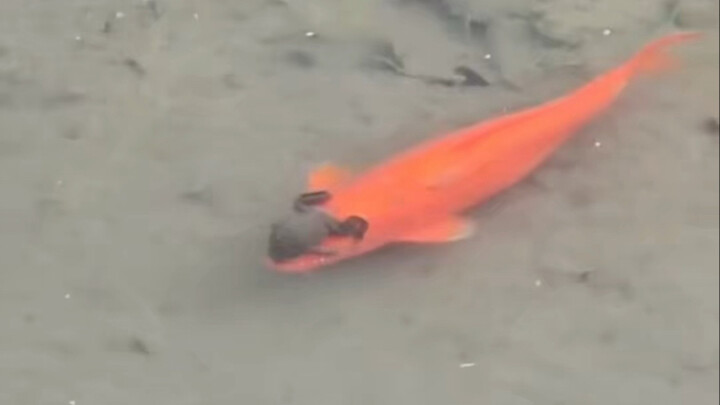 Can you actually eat this kind of fish? Watch the video and you’ll find out!