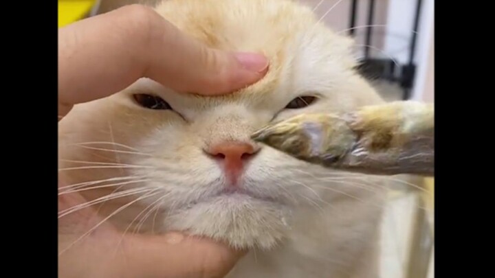 “做狗您是真在行呢”