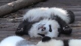 Baby pandas crawling on the ground