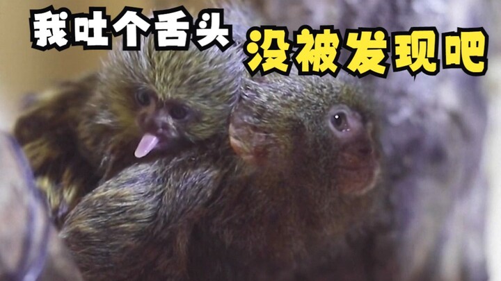 Those animal moms carrying their babies on their backs!