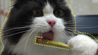 The Cat's Obsession with Silvervine