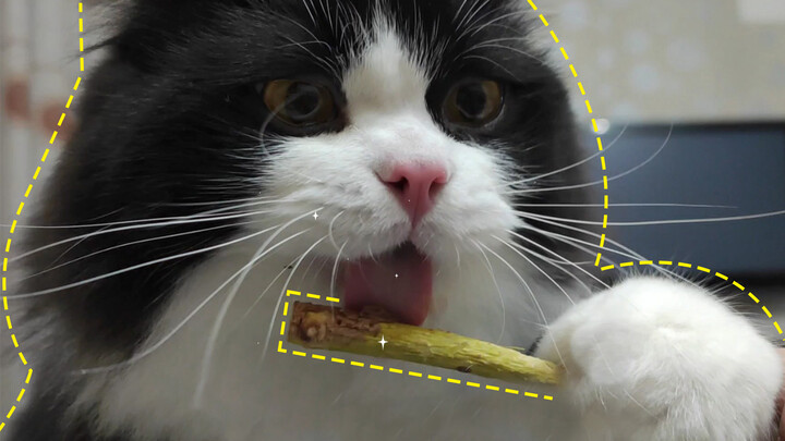 The Cat's Obsession with Silvervine