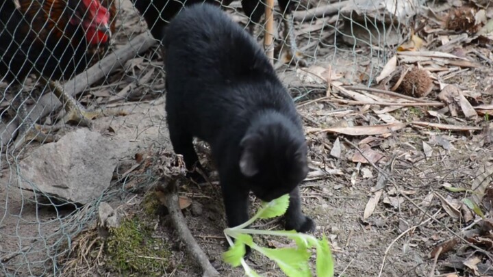 After living with chickens for three months, my little black cat has gone vegetarian.