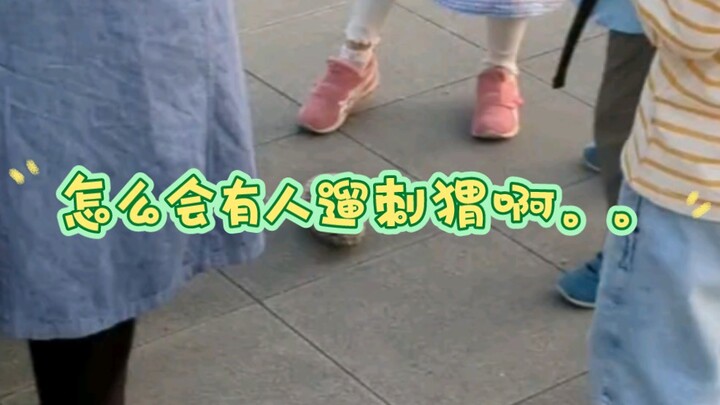 How can anyone possibly walk a hedgehog...???