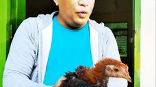 Ang gugma sa manok