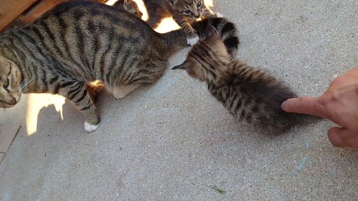 Kitten: Stop Poking Me!