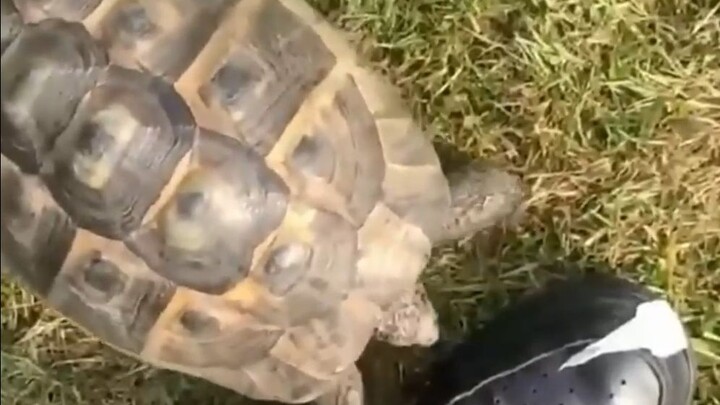 A Turtle That Discriminates Against Black Turtles