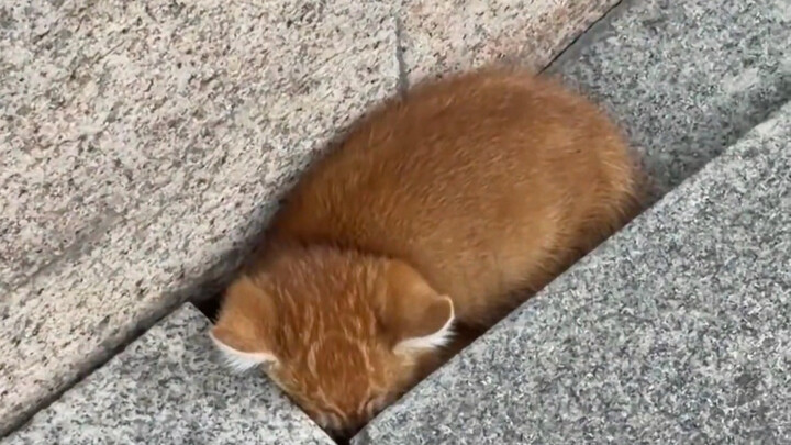 Chú mèo con chẳng hiểu gì cả, nó chỉ cần một chỗ trú ẩn.