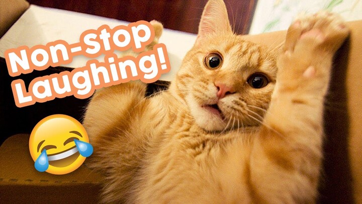 Non-stop Laughing! Best Funny Cat Videos - New 2020! 😺