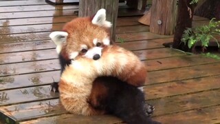 [Gấu trúc đỏ] Gấu trúc đỏ hình bánh rán dễ thương quá!