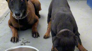 The little black panther is quite bold, daring to snatch food right out of Bawan's bowl... #cutepets