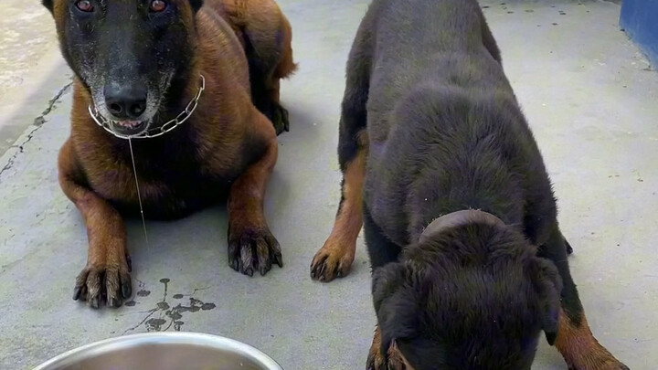 النمر الأسود الصغير جريء جدًا، حتى أنه تجرأ على السرقة من وعاء باوان لتناول الطعام... #حيوانات_أليفة