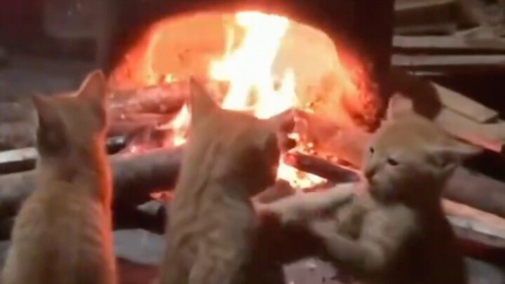 Kittens roasting by the fire together