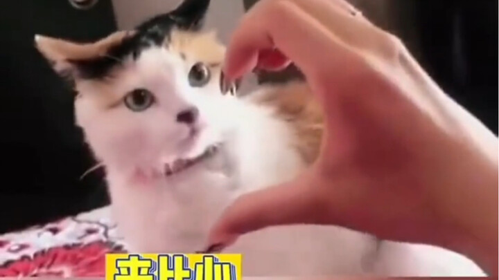 The result of the kitty making a heart shape is...