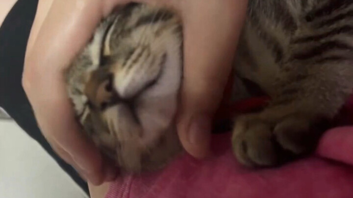 Tentang kucing yang manja, kamu jadi sangat rajin mengelus dagunya
