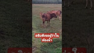 อธิบดีเจอกับผู้ว่าในห้องน้ำ #funny #awesome #reels #คลิปตลก