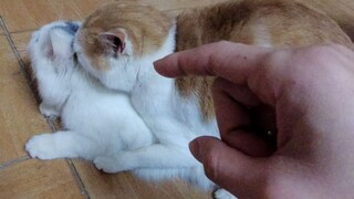 Bagaimana jika memisah paksa dua kucing yang sedang melakukan sesuatu?