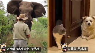 วิธีหยุดช้างวิ่งอย่างง่ายๆ มีมสัตว์ตลกๆ