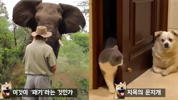 วิธีหยุดช้างวิ่งอย่างง่ายๆ มีมสัตว์ตลกๆ