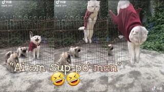 " I'm Superman " mèo béo ngốc nghếch said =)))『Tiktok』