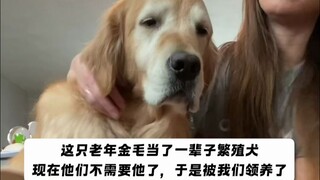 老年繁殖犬的最后一年半