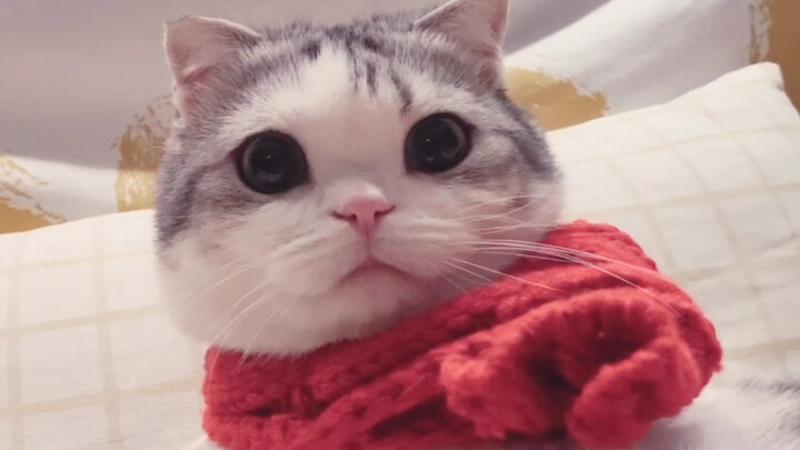 Đến nựng mèo, đảm bảo dễ thương. Không dễ thương thì đánh tao!