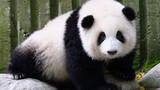 【Panda He Hua】Panda Going Back without Needing to Carry Or Yell