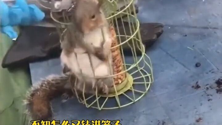 Sóc con cứ ăn trộm thức ăn của chim là bị mắc kẹt, người dân thương tình nên cuối cùng lại cho ăn qu