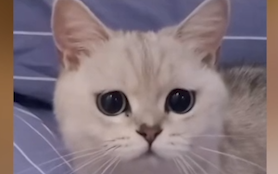 How to Earn Respect in Front of Your Cat