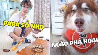 Đông Dương Đại Ngáo | Ngáo Ăn Hại + PAPA Số Nhọ = Còn Cái Nịt 🤣 Gâu Đần Official