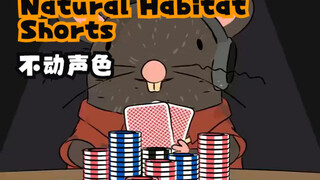 Poker Face 🐀 不动声色 - Natural Habitat Shorts（自然动物观察局）