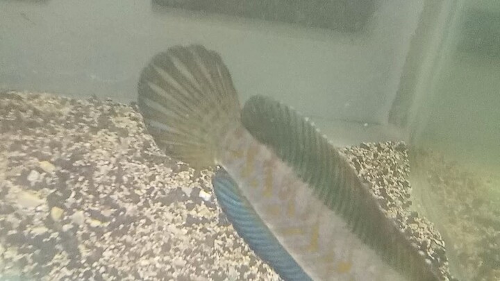 channa blilue pulcra