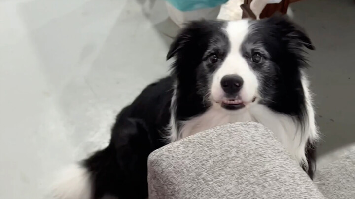 When the Border Collie realizes his son is missing