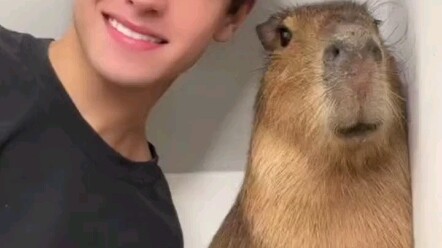 صديقها في الخارج يعتني بحيوان الكابيبارا بعد أن تركته لها صديقتها في علاقة بعيدة، ويصور لها فيديو كل