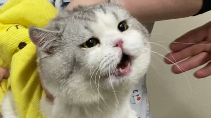 The Inner Journey of a Poop-Stuck Cat