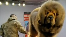 Tibetan mastiff#dog #sturdiness