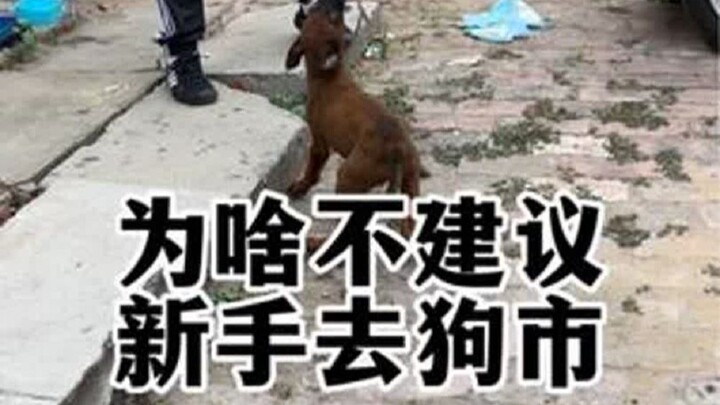 Mengapa pemula tidak disarankan pergi ke pasar anjing