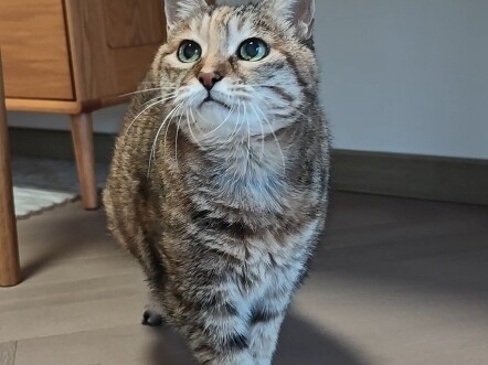 روتين جدّة القطّة العجوز البالغة من العمر عشرين عامًا: تُذكِّرني في الخامسة مساءً بالضبط لبدء وجبة ا