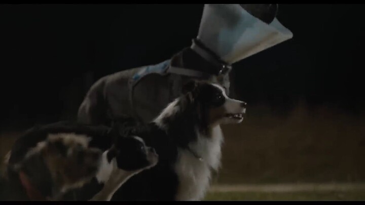 Strays wach full movie : link in Description