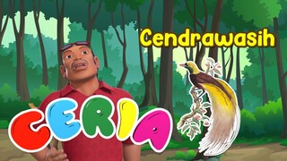 CERIA - Belajar Tentang Hewan: Burung Cendrawasih