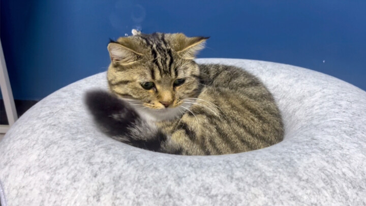 尾巴把猫打跑了