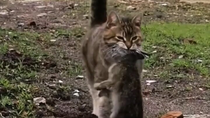 猫猫:你是奶奶的孩子，猫得把你养得肥肥的