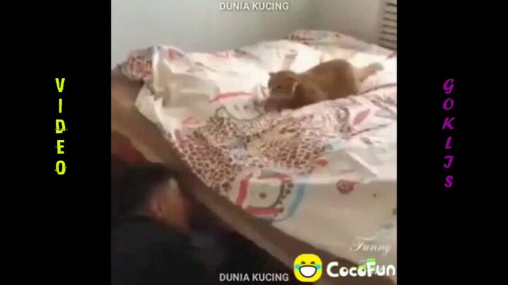 HIBURAN WARGA+62 LELUCON KUCING //KUMPULAN VIDEO LUCU COCOFUN😂🤣