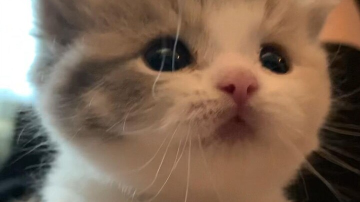 Giọng gốc của mèo con, tiếng kêu nghe ấm áp như sữa ~ Tìm mẹ ơi ~